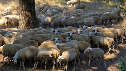 A herd of goats and sheep. Animals graze in the meadow. Pastures of Europe.
