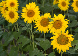 Sunflower Flower Blossom. Golden sunflower in the field backlit by the rays of the setting sun.