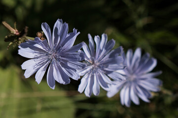 Fototapeta premium Blue flowers of chicory (Cichorium intybus) - medicinal plant