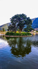 Fototapeta premium Tree amidst the lake