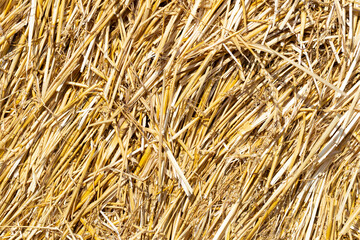 Close up of straw background texture.