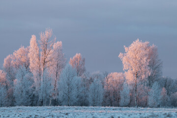 A cold morning with frost covered trees in Estonian wintery countryside, Northern Europe. 