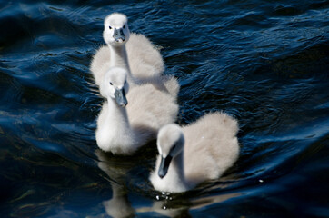 Three Mute Swan Cygnets Swimming Across Lake and Feeding