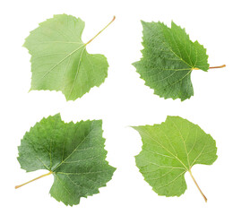 Set of grape leaves on a white background. Isolated