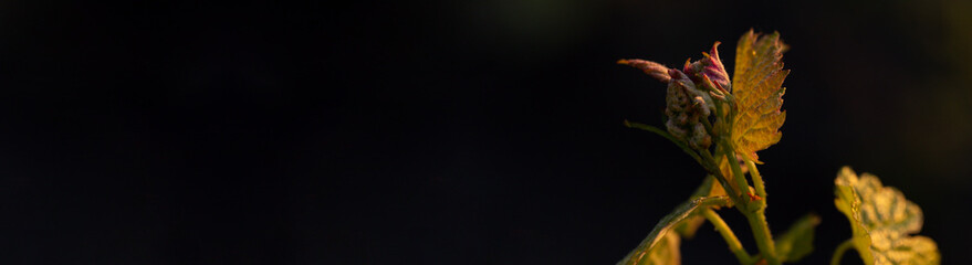 Young, green shoots on a grape Bush. Viticulture-grape flowers on the background of the sunset. Wine-making. Technology of wine production in Moldova.