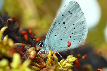 Beautiful butterfly on a defocused background. Closeup of insects.