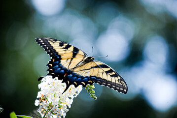 butterfly on a flower