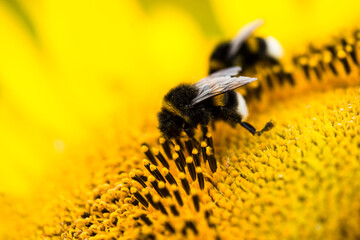 large earth bumblebee (Bombus terrestris) on a sunflower (Helianthus annuus), close-up