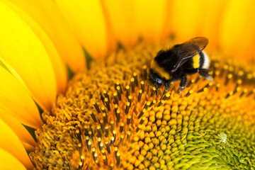 large earth bumblebee (Bombus terrestris) on a sunflower (Helianthus annuus), close-up