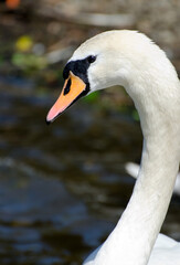Obraz premium Mute Swan Portrait by Lakeside
