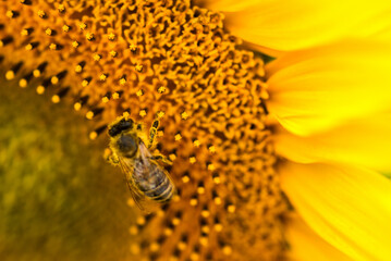 Section of a common sunflower with a honeybee, closeup
