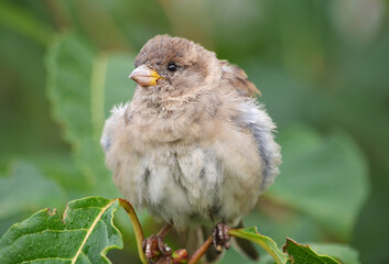 a Sparrow sits on a tree branch