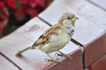 sparrow on a fence