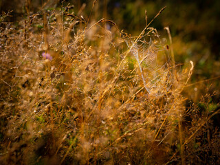 Dry leaves of grasses with spider web and dew drops at sunrise