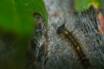 caterpillar in a web macro view
