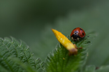 ladybug on a leaf in the spring