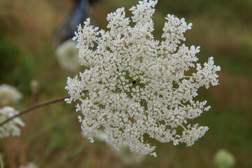 Blüten der Wilden Möhre, Daucus Carota, mit Morgentau und Spinnweben.