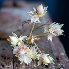 Fototapeta na wymiar Protea Blushing Bride Flowers