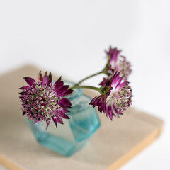 Bouquet of purple astrantia in a small bottle