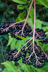 czarny bez liście roślina owoc  - obrazy, fototapety, plakaty