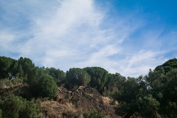 Fototapeta na wymiar krajobraz niebo chmury drzewa lato 
