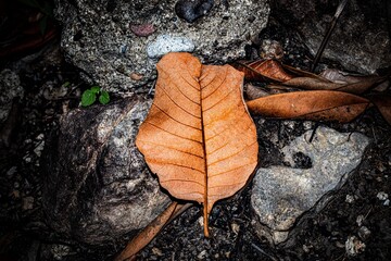 autumn leaf on black background