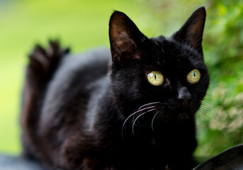 Fototapeta premium Wide-Eyed Black Cat Looking Off Camera