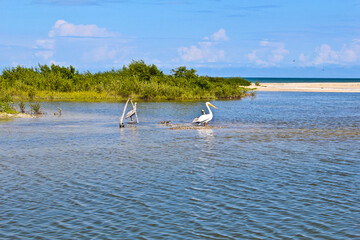 cienega, barcos, lanchas, botes, playa, oceano, sisal, merida, yucatan, palmeras, reserva ecologica, gaviotas, pajaros, pelicanos