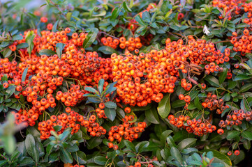 Pyracantha coccinea scarlet firethorn ornamental shrub, orange group of fruits hanging on autumnal shrub