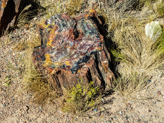 petrified wood