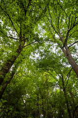 Los robles alcanzan una gran altura.