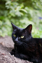 Black Cat Sitting Alert