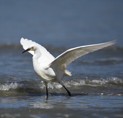 Snowy egret taking off at Morro Bay, California