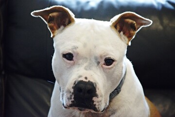 american staffordshire terrier