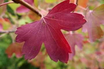 red maple leaf
