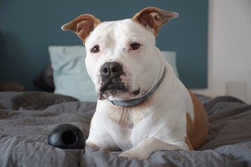 Obraz premium american staffordshire terrier