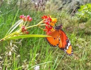 butterfly on a flower