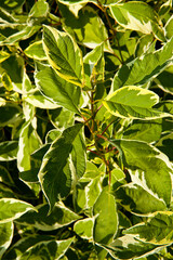 Obraz premium green leaves background
