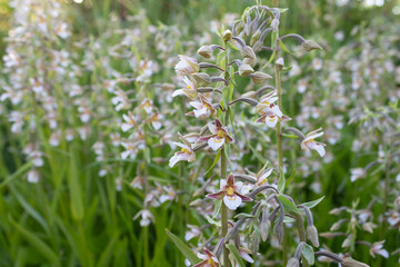 Flowers of the wild orchid plant Lyubka bifolia Platanthera, (Platanthéra bifólia) and light leaves on a meadow on a summer day