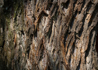 Fragments of the rough brown bark of an old tree on a Sunny day. Natural background or Wallpaper