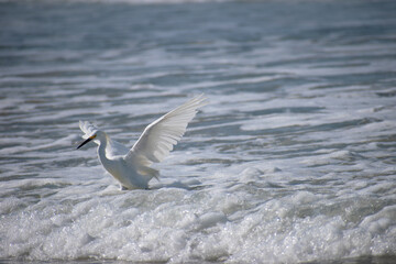 Snowy Egret With Wide Open Wings in Foamy White Waves at Beach