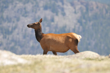 Obraz premium Wapiti deer on a mountain above the tree line in Rocky Mountain National Park near Grand Lake, Colorado