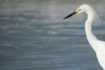 Obraz premium Profile of Egret Close Up Looking at the Water with Background of the Water