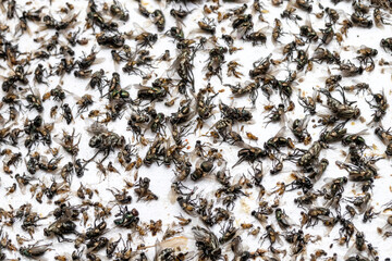 Close up a sticky fly paper, fly trap. Flies caught on sticky fly paper trap. Macro many flies trapped on the extremely sticky surface.