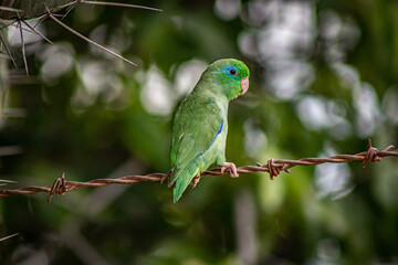 blue and green parrot