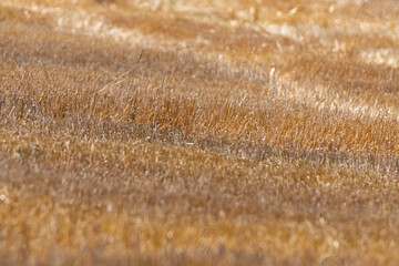 Wheat field with different yellow colors. Selective focus.