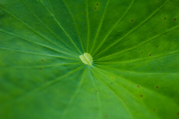 close up of green leaf