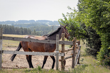 Fototapeta na wymiar koń