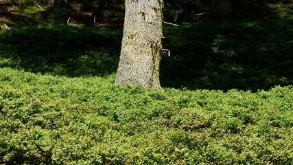 Fototapeta premium Wilde Blaubeeren in der Natur 