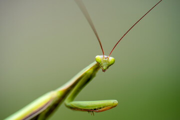 Macro of female european mantis or praying mantis, mantis religiosa. Green praying mantis